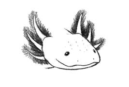 Axolotl